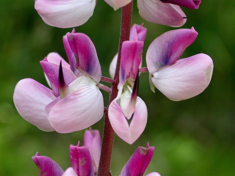 Lupinus polyphyllus